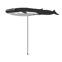 _images/finwhale_high.png