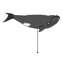 _images/northernrightwhale.png