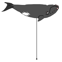 _images/northernrightwhale_high.png