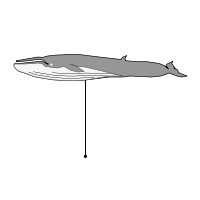 _images/seiwhale.png