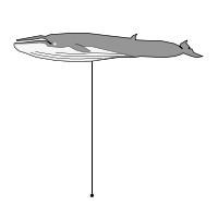 _images/seiwhale_high.png