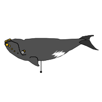 _images/southernrightwhale_low.png