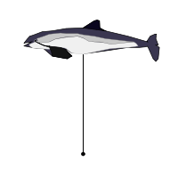 _images/commonporpoise.png