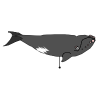 _images/northernrightwhale_low.png