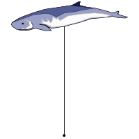 _images/pigmyspermwhale_high.png