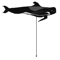 _images/longfinnedpilotwhale_high.png