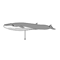 _images/seiwhale_low.png