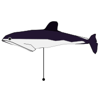 _images/spectacledporpoise_low.png