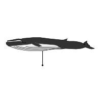 _images/finwhale_low.png