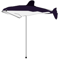 _images/spectacledporpoise.png